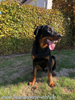 beauceron-net.de