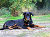 beauceron-net.de