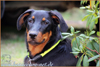 beauceron-net.de