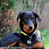 beauceron-net.de