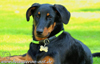 beauceron-net.de