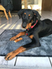 beauceron-net.de