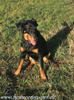 beauceron-net.de