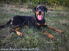 beauceron-net.de