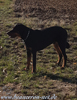 beauceron-net.de