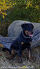 beauceron-net.de