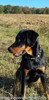 beauceron-net.de