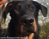 beauceron-net.de