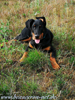 beauceron-net.de