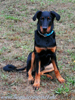 beauceron-net.de