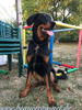 beauceron-net.de