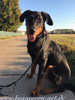 beauceron-net.de