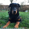 beauceron-net.de