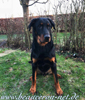 beauceron-net.de