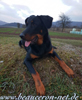 beauceron-net.de