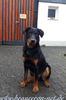 beauceron-net.de