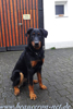 beauceron-net.de