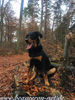 beauceron-net.de