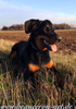 beauceron-net.de