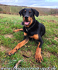 beauceron-net.de