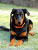 beauceron-net.de