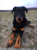 beauceron-net.de