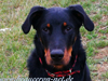 beauceron-net.de