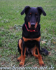 beauceron-net.de