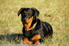 beauceron-net.de