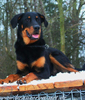 beauceron-net.de