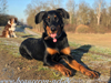 beauceron-net.de