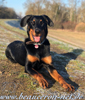 beauceron-net.de