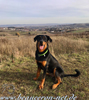 beauceron-net.de