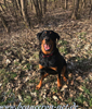 beauceron-net.de