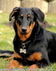 beauceron-net.de