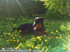 beauceron-net.de