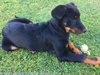 beauceron-net.de