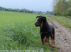 beauceron.net.de