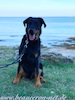 beauceron.net.de