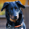 beauceron.net.de