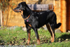 beauceron.net.de