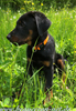 beauceron.net.de