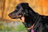 beauceron.net.de