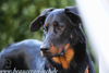 beauceron.net.de