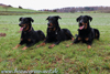 beauceron.net.de