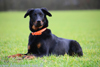 beauceron.net.de