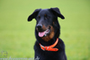 beauceron.net.de