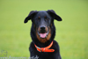 beauceron.net.de