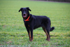 beauceron.net.de