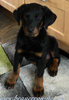 beauceron.net.de